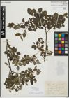 Foto von Salix myrsinifolia Salisb.